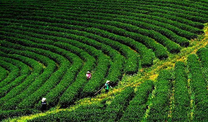 Cao Nguyên Bảo Lộc - Đồi Núi - đồi chè