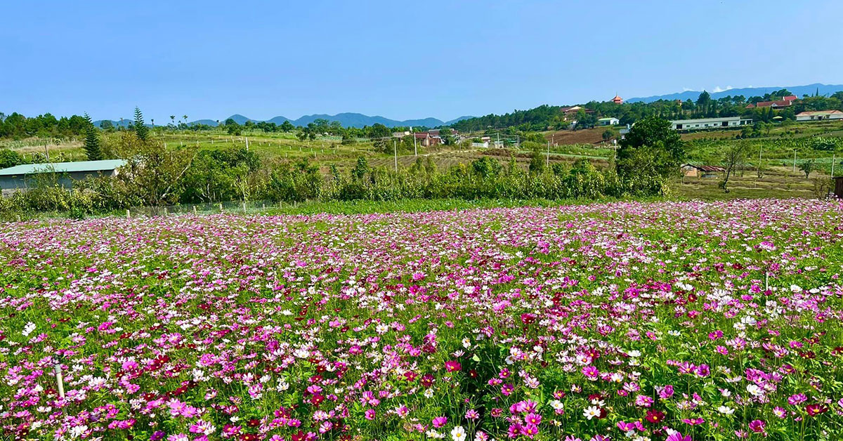 Vườn hoa đua sắc Dambri City bảo lộc